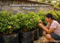 A Filipino backyard grower tending to calamansi trees in large black grow bags, showing a beginner-friendly calamansi farming setup in the Philippines.