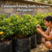 A Filipino backyard grower tending to calamansi trees in large black grow bags, showing a beginner-friendly calamansi farming setup in the Philippines.