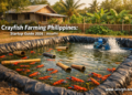 A backyard trapal pond in the Philippines stocked with Australian Red Claw crayfish, showing PVC pipe shelters and a paddlewheel aerator as part of a small-scale crayfish farming setup.