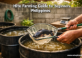 A Filipino backyard hito farmer scooping live catfish from a black 200-liter drum tank, illustrating a beginner hito farming setup in the Philippines.