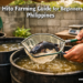 A Filipino backyard hito farmer scooping live catfish from a black 200-liter drum tank, illustrating a beginner hito farming setup in the Philippines.