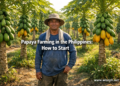 Filipino farmer standing in a commercial papaya farm in the Philippines with rows of papaya trees bearing ripe and green fruit.