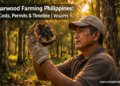 Filipino farmer examining dark resinous agarwood heartwood in a Philippine lapnisan plantation at golden hour