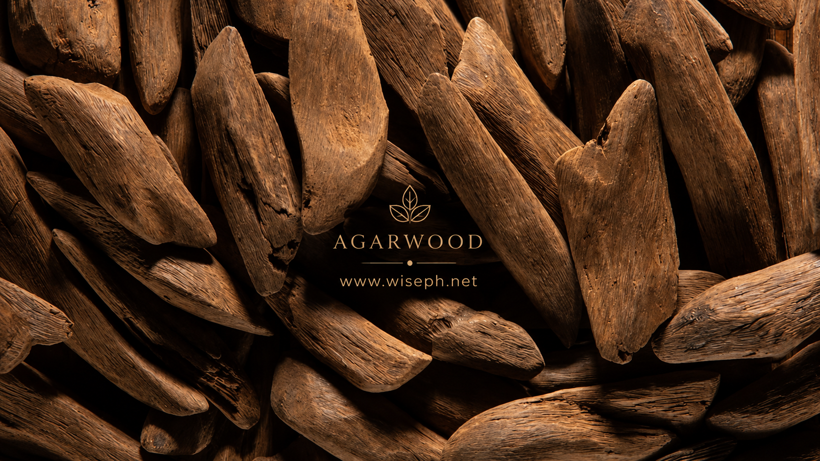 Harvested agarwood showing dark resin content from a Philippine plantation