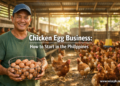 Filipino farmer collecting brown eggs from ISA Brown laying hens in a backyard egg farm in the Philippines.